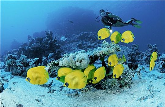 黄色蝴蝶鱼,潜水者,黃色蝴蝶鱼,红海,埃及