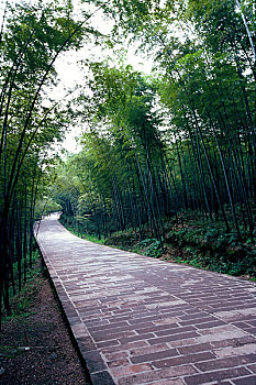 蜀南竹海翡翠长廊