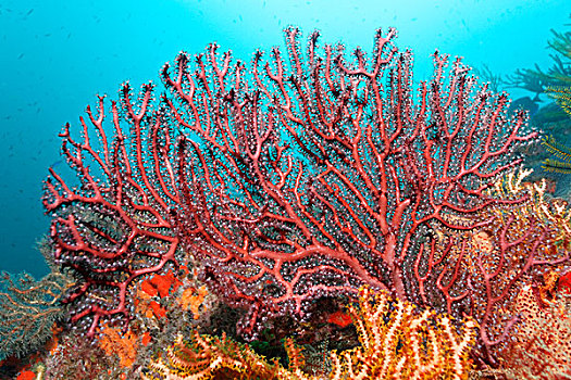 小,柳珊瑚目,海洋,鞭子,珊瑚,珊瑚虫,礁石,圣卢西亚,向风群岛,小安的列斯群岛,加勒比海