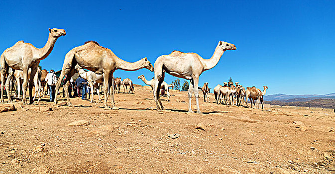 达纳基勒,埃塞俄比亚,非洲,老,市场,许多,骆驼,就绪,销售,自然,背景