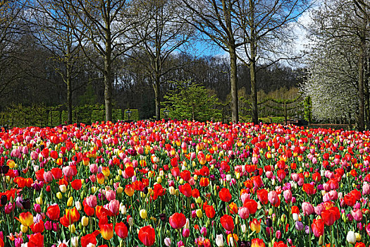 彩色,郁金香,库肯霍夫公园,花园,荷兰