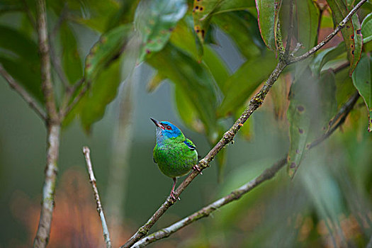 蓝色,雌性,哥斯达黎加,中美洲