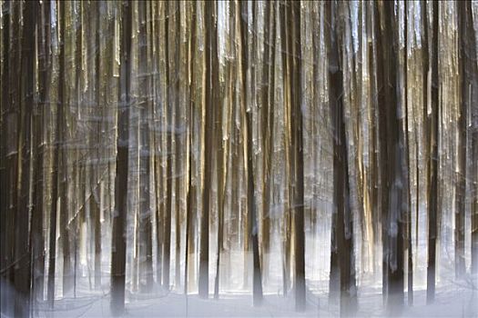 树干,冬天,安大略省,加拿大