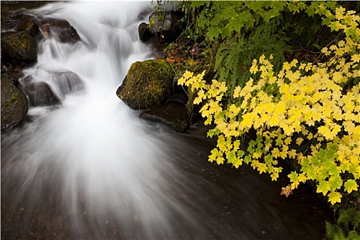 秋天,瀑布,自然,照片