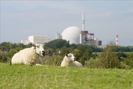 绵羊,牧场,核电站,背景