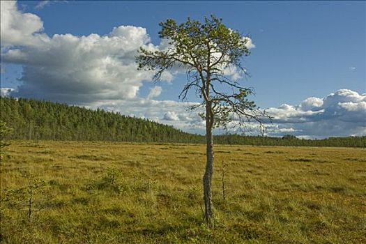 松树,松属,湿地,国家公园,芬兰,斯堪的纳维亚