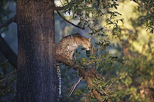豹,莫瑞米,国家公园,奥卡万戈三角洲,博茨瓦纳,非洲