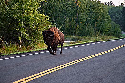 公牛,野牛,走,道路,麋鹿,岛屿,国家公园,艾伯塔省,加拿大