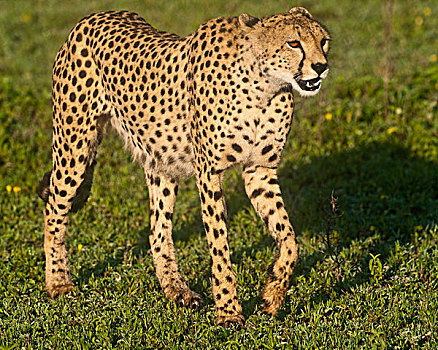 非洲,坦桑尼亚,雌性,印度豹,恩戈罗恩戈罗,保护区