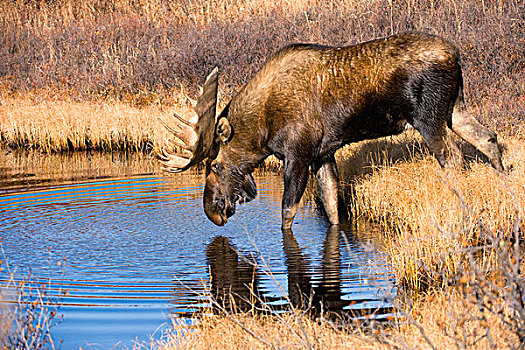 阿拉斯加,驼鹿,雄性动物,进入,水塘