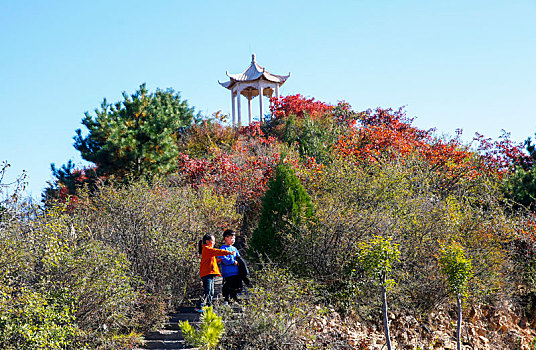 河南三门峡,满山红叶层林尽染