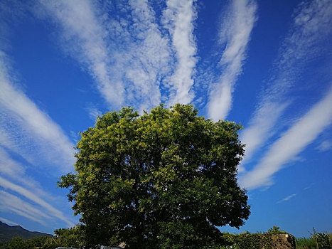 云和树