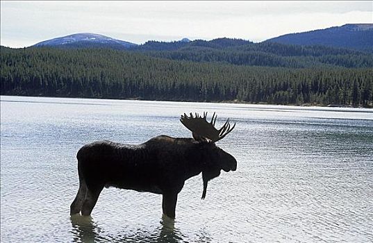 麋鹿,驼鹿,哺乳动物,玛琳湖,碧玉国家公园,加拿大,北美,动物