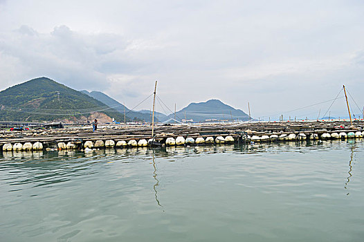 黄花鱼养殖基地