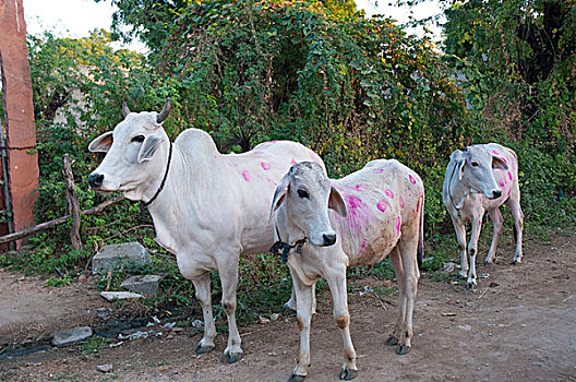 母牛,涂绘,不同,图案,彩色,展示,所有权,拉贾斯坦邦,印度