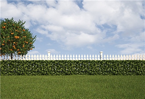 花园,栅栏,树篱