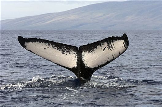 驼背鲸,大翅鲸属,鲸鱼,尾部,国家,海洋,毛伊岛,夏威夷,提示,照相