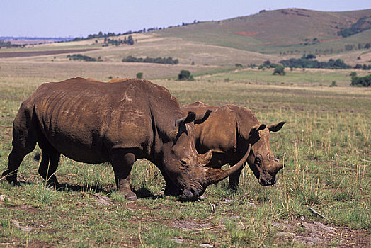 南非,靠近,约翰内斯堡,濒危物种