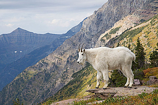 石山羊,雪羊,山腰,冰川国家公园,蒙大拿