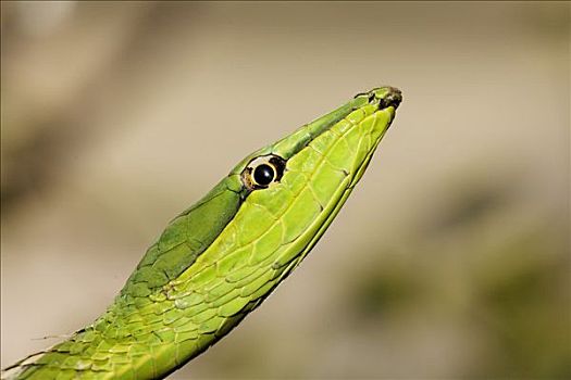 绿色,藤,蛇,哥斯达黎加