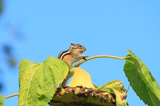 花栗鼠