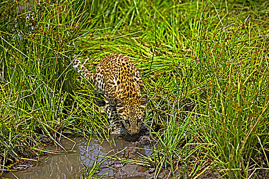 豹,4个月,老,幼兽,喝,水边,洞,纳米比亚