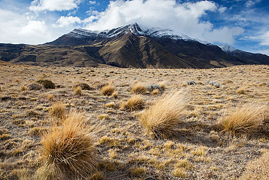 草原,风景,莫雷诺冰川,洛斯格拉希亚雷斯国家公园,阿根廷,南美