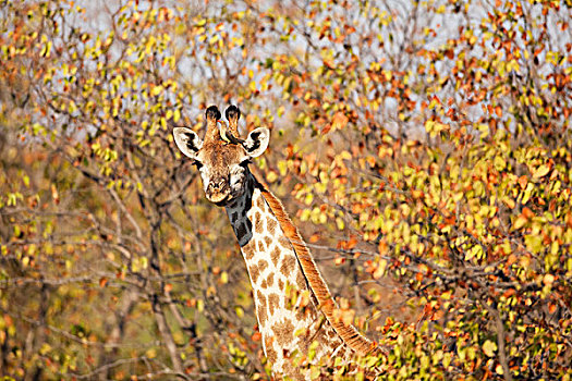 长颈鹿,树林,林波波河,南非
