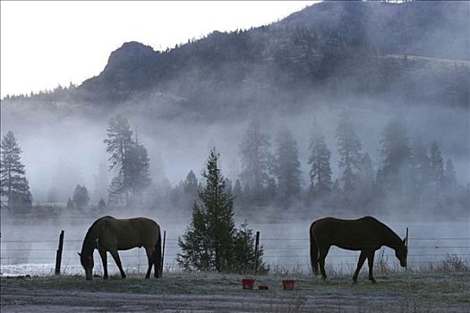 马,放牧,雾,遮盖,地点,蒙大拿,美国