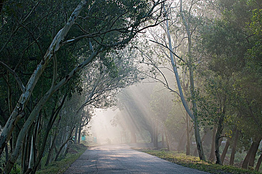 印度,奥里萨帮,地区,树林,道路,早晨,雾气
