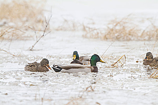 野鸭,绿头鸭,湿地,冬天,伊利诺斯,美国