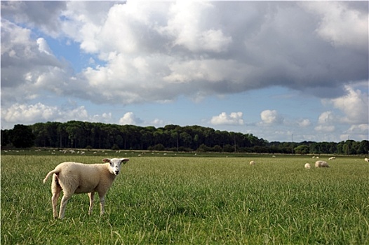 羊羔,草地