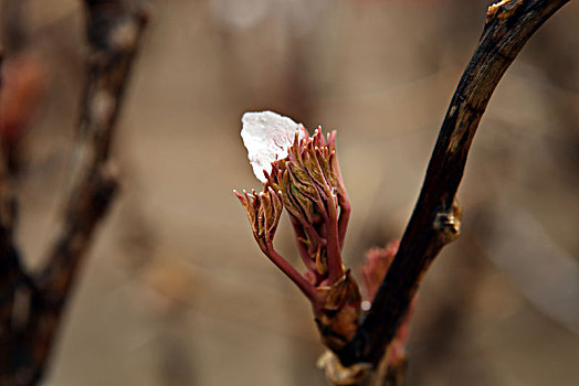 下雪,大雪,春雪,寒流,花朵,绽放,玉兰花,耐寒,植物