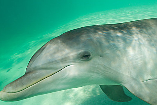 宽吻海豚,加勒比海,靠近,洪都拉斯