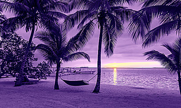 度假,海滩,夏天,休闲,概念,剪影,椰树,吊床,紫色,日落,风景