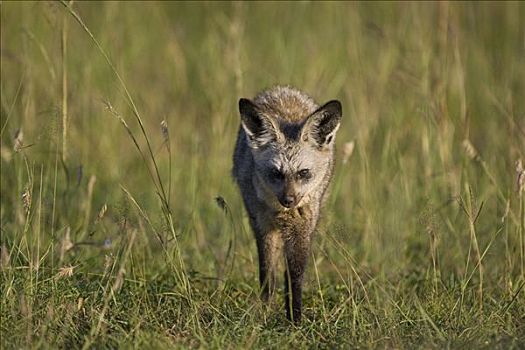 大耳狐,走,草地,马赛马拉国家保护区,肯尼亚