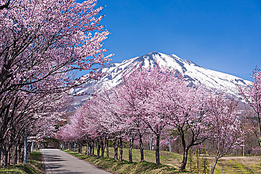 日本,山,樱桃树