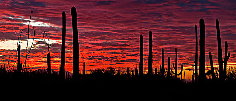 火红,日落,萨瓜罗国家公园,西部,图森,亚利桑那
