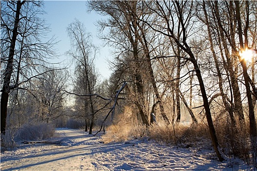 步行桥,痕迹,冬天,树林,乡村风光