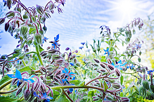 琉璃苣,花,蓝天,背景