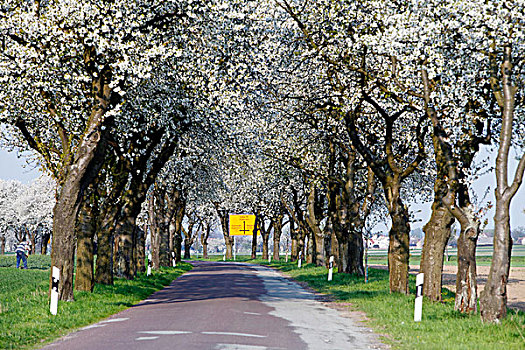 道路,花,水果,树,靠近,德国,欧洲