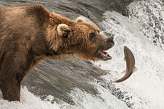 棕熊,抓住,三文鱼