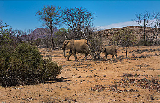 纳米比亚,荒芜,大象,堤岸,干燥,河床