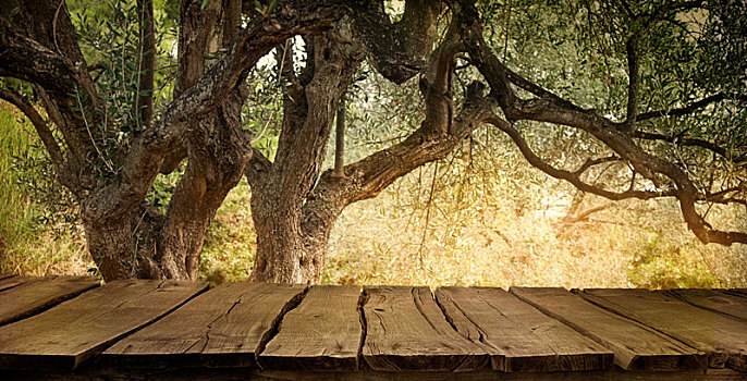 橄榄树,桌子