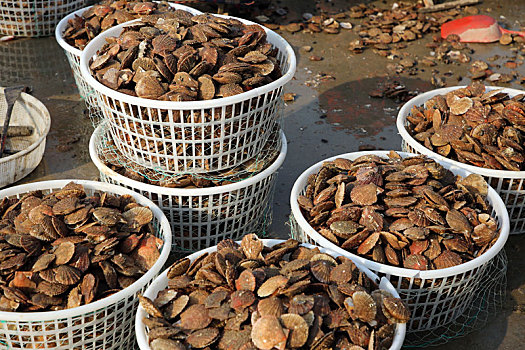 山东省日照市,养殖扇贝大丰收仅售5元一斤,吃货笑称,吃不起猪肉,那就多吃海鲜