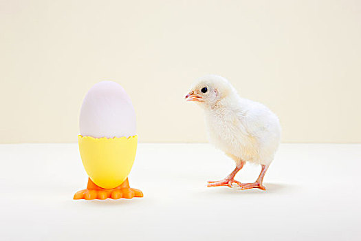 幼禽,看,蛋,蛋杯,棚拍