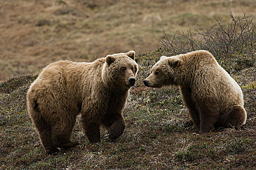 大灰熊,棕熊,一对,阿拉斯加