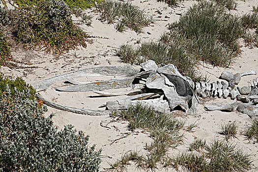 鲸,骨骼,湾,袋鼠,岛屿,南澳大利亚州,澳大利亚