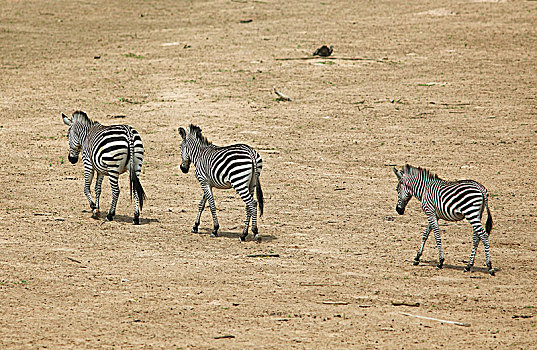 斑马,马,跑,干燥,草原,南卢安瓜国家公园,赞比亚,非洲