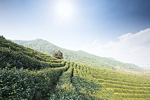 绿茶种植园,山